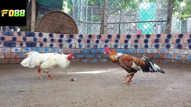 Các hình thức cược đá gà FO88 phổ biến được ưa chuộng